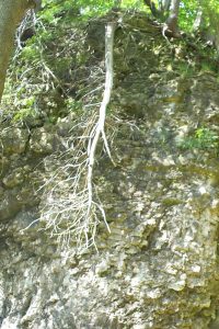 A tree root has lost its soil and has been bleached by the sun.