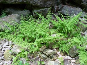 Gorgeous ferns growing out of the rocks in the Elora Gorge.
