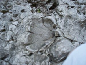Search the rocks in the Irvine Gorge for fossils.