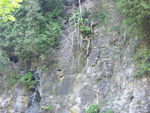 The trees seem to cling to life on the walls of the Irvine Gorge in Elora, Ontario